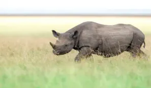 Black Rhino
