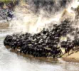 The Great Wildebeest Migration