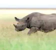 Black Rhino