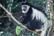 Black and white Colobus monkey in Aberdare National Park