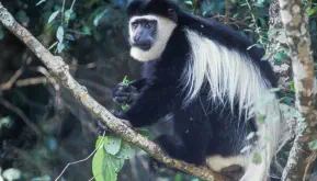 Black and white Colobus monkey in Aberdare National Park