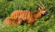 Bongos in green vegetation in Aberdare National Park