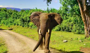Young elephant bull walking on the road in Aberdare National Park