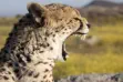 Cheetah yawning in Amboseli National Park