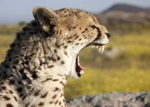 Cheetah yawning in Amboseli National Park