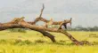 Two cheetahs sitting on a tree trunk in Amboseli National Park, Kenya