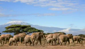 Kilimanjaro with elephant herd inKilimanjaro with elephant herd inKilimanjaro with elephant herd in Amboseli National Park