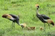 Grey crowned cranes with chicks in Amboseli National Park