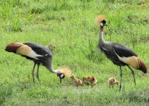 Grey crowned cranes with chicks in Amboseli National Park