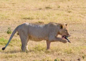 Lion eating a wildebeest in Amboseli National Park