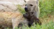 Spotted hyena with cub in Amboseli National Park