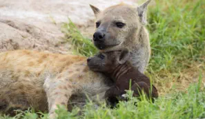 Spotted hyena with cub in Amboseli National Park