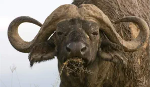 Buffalo bull in Lake Nakuru National Park