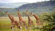 Giraffes in Lake Nakuru National Park