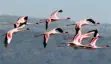 Eight lesser lamingoes in flight in Lake Nakuru 