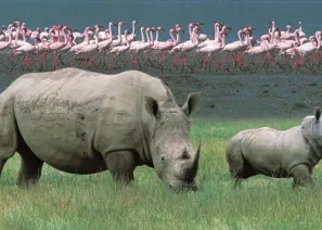 White Rhino with young in Lake Nakuru National Park