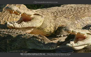 Nile crocodiles basking in the sun