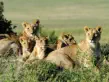 Lion pride with cubs resting