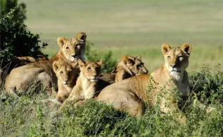 Lion pride with cubs resting