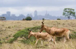 Coke's hartebeest in front of the Nairobi skyline in Nairobi National Park