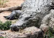 Nile crocodiles in Nairobi National Park