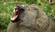Olive baboon yawning in Nairobi National Park