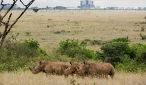 White rhinos in Nairobi National Park