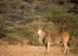 A large common eland in Samburu National Reserve