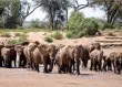Elephant herd crossing a river in Samburu National Reserve, Kenya