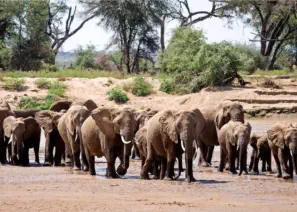 Elephant herd crossing a river in Samburu National Reserve, Kenya