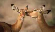 Impalas grooming in Samburu National Reserve, Kenya