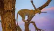Leopard in a tree in Samburu National Reserve, Kenya